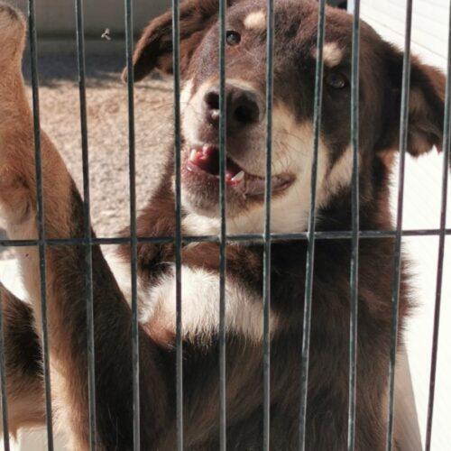 CARLOTTA - 3 anni (nata indicativamente a Febbraio del 2022)  - Razza: Meticcio  - Taglia: Media – medio grande   Foto 4